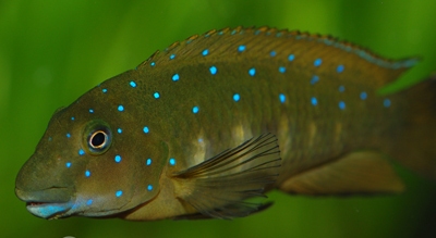 Африканские цихлиды