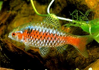 Барбус Барбус