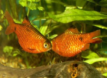 Барбус Барбус