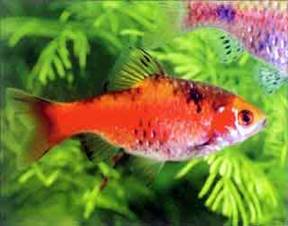 Барбус Барбус