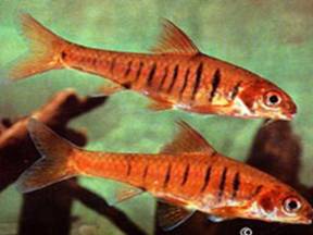 Барбус Барбус