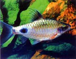 Барбус Барбус