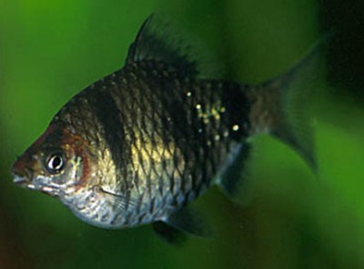 Барбус Барбус