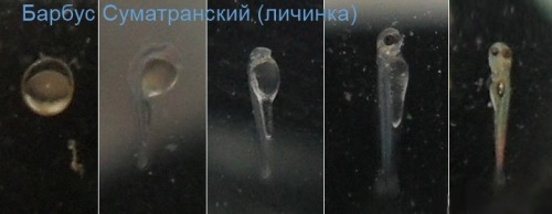 Барбус Барбус