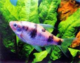 Барбус Барбус