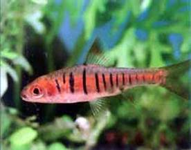 Барбус Барбус