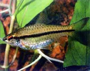 Барбус Барбус