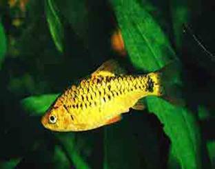 Барбус Барбус