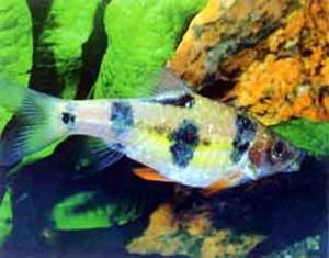 Барбус Барбус