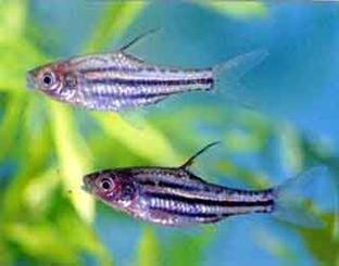 Барбус Барбус