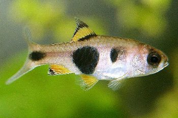 Барбус Барбус