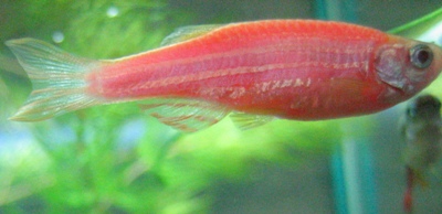 Данио-рерио (уход, кормление, размножение, виды, совместимость)