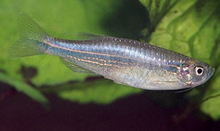 Данио-рерио (уход, кормление, размножение, виды, совместимость) Данио-рерио (уход, кормление, размножение, виды, совместимость)