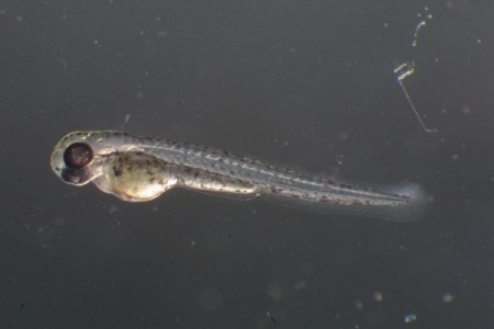 Данио-рерио (уход, кормление, размножение, виды, совместимость) Данио-рерио (уход, кормление, размножение, виды, совместимость)