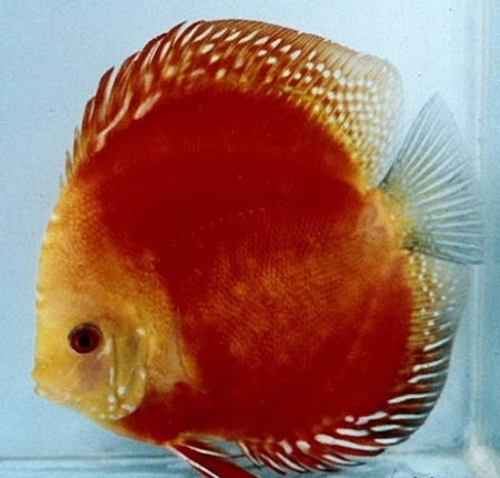 Дискусы Дискусы