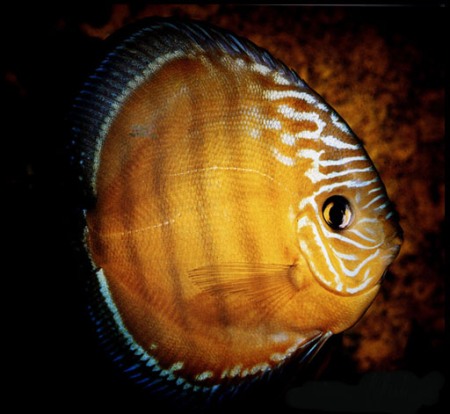 Дискусы Дискусы