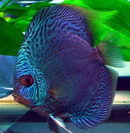 Дискусы Дискусы