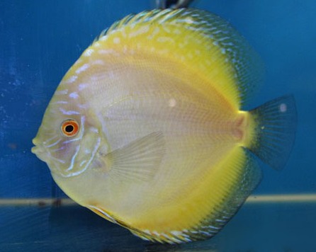 Дискусы Дискусы