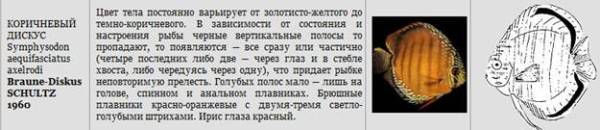 Дискусы Дискусы