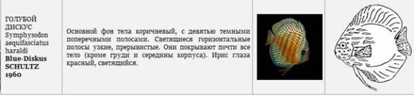 Дискусы Дискусы