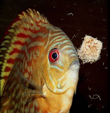 Дискусы Дискусы