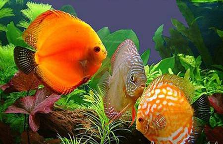 Дискусы Дискусы