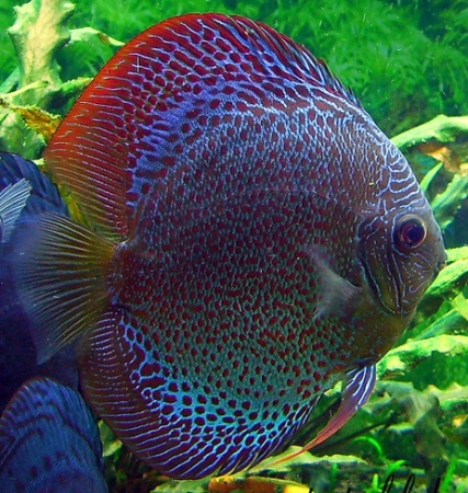 Дискусы Дискусы