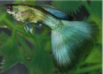 Гуппи (аквариумные рыбки) Гуппи (аквариумные рыбки)