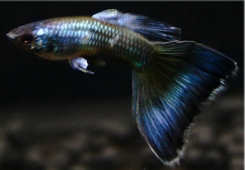 Гуппи (аквариумные рыбки) Гуппи (аквариумные рыбки)