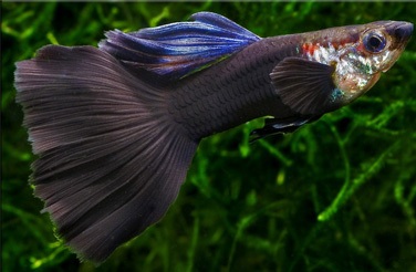 Гуппи (аквариумные рыбки) Гуппи (аквариумные рыбки)