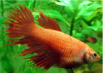 Гуппи (аквариумные рыбки) Гуппи (аквариумные рыбки)