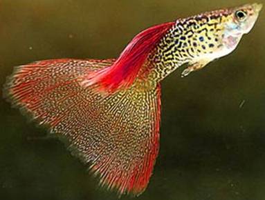 Гуппи (аквариумные рыбки) Гуппи (аквариумные рыбки)