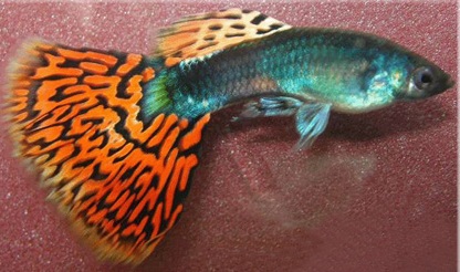 Гуппи (аквариумные рыбки) Гуппи (аквариумные рыбки)