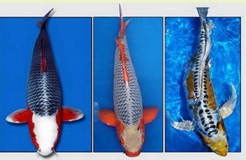 Карпы кои Карпы кои