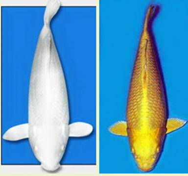 Карпы кои Карпы кои