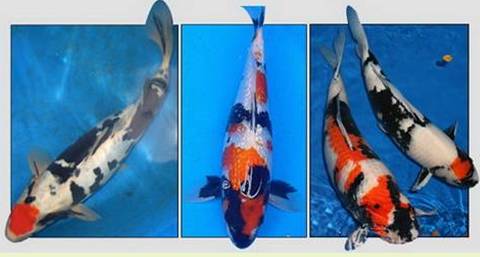 Карпы кои Карпы кои