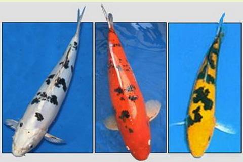 Карпы кои Карпы кои