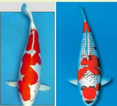 Карпы кои Карпы кои