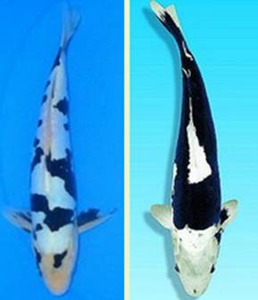 Карпы кои Карпы кои