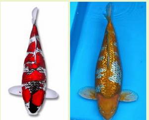 Карпы кои Карпы кои