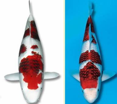 Карпы кои Карпы кои