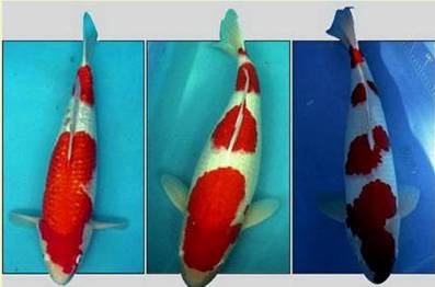 Карпы кои Карпы кои