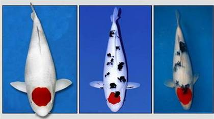 Карпы кои Карпы кои