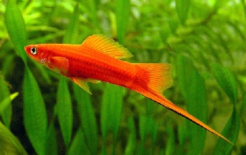 Меченосец Меченосец