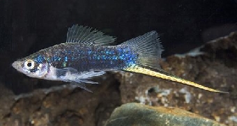 Меченосец Меченосец