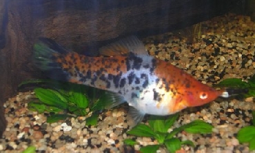 Меченосец Меченосец