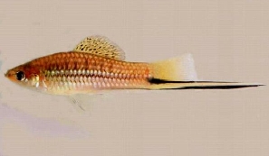 Меченосец Меченосец