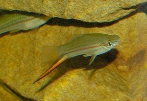 Меченосец Меченосец