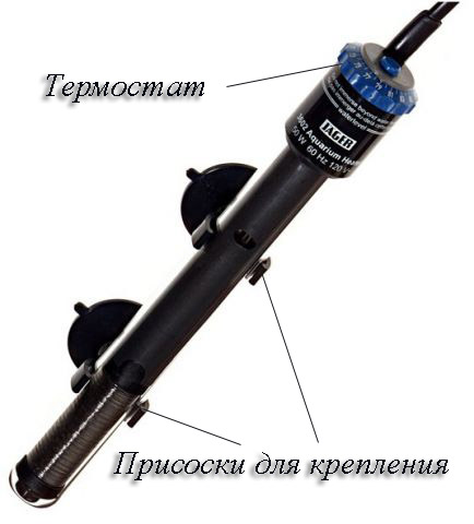 Нагреватель и теромомтер для воды в аквариуме. Какой выбрать и купить. Нагреватель и теромомтер для воды в аквариуме. Какой выбрать и купить.