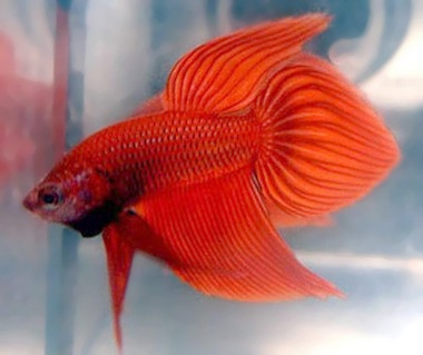 Петушки (уход, кормление, размножение, виды, совместимость) Петушки (уход, кормление, размножение, виды, совместимость)